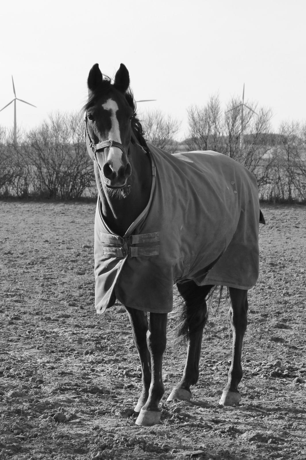 Arabisk fuldblod (OX) Grafik billede 13