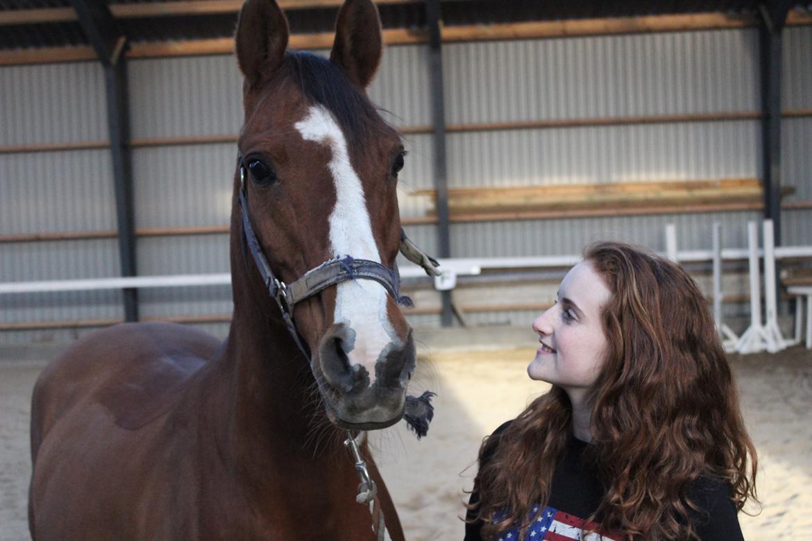 Arabisk fuldblod (OX) Grafik billede 12