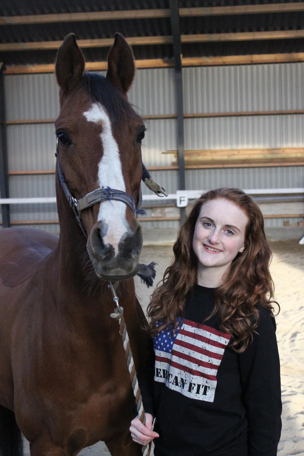 Arabisk fuldblod (OX) Grafik billede 10