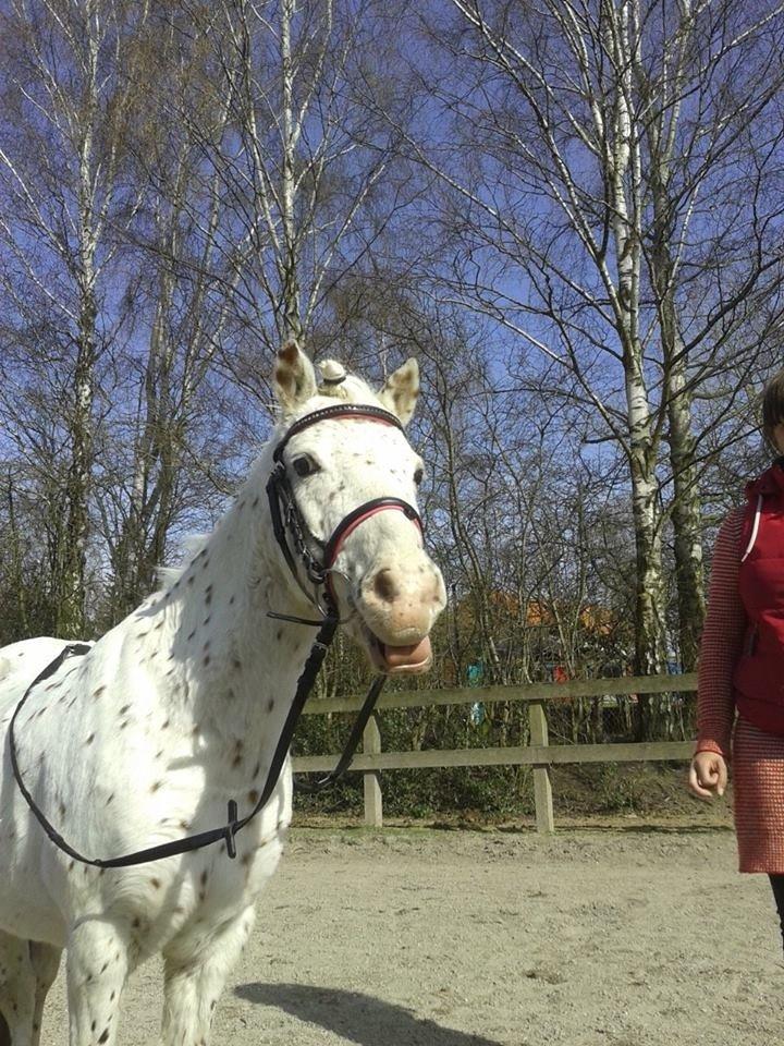 Knabstrupper Susi af Kaldred *Prinsessen* - I'm fab, bitch. <3 billede 22