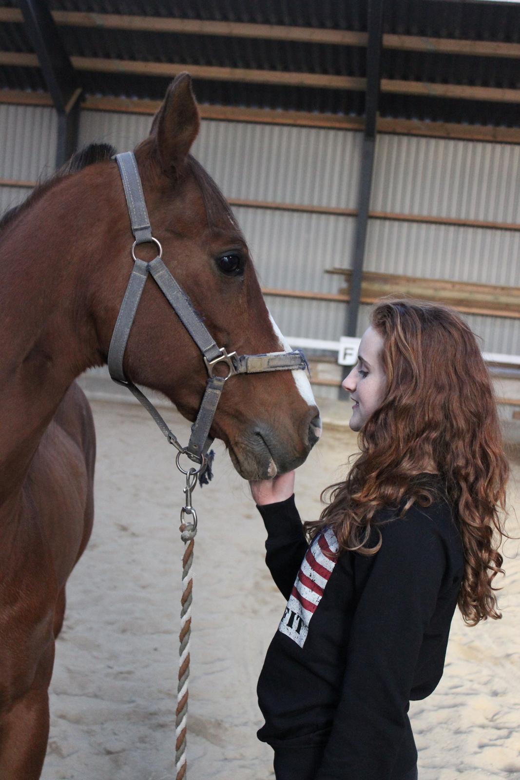 Arabisk fuldblod (OX) Grafik billede 9