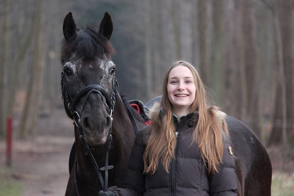 Welsh Cob (sec D) Silva - 7. marts 2014 billede 6