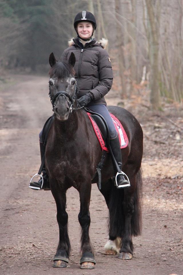 Welsh Cob (sec D) Silva - 7. marts 2014  billede 3