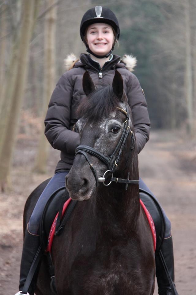 Welsh Cob (sec D) Silva - 7. marts 2014 billede 9