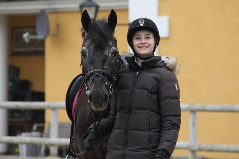 Welsh Cob (sec D) Silva - 7. marts 2014 billede 14