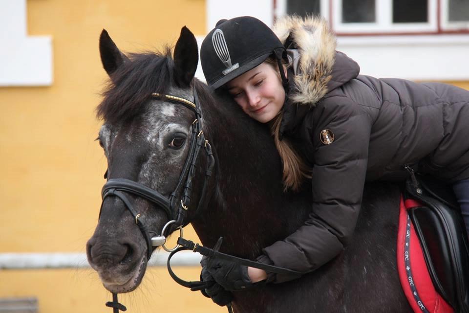Welsh Cob (sec D) Silva - 7. marts 2014 billede 16