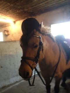 Anden særlig race Nelly billede 3