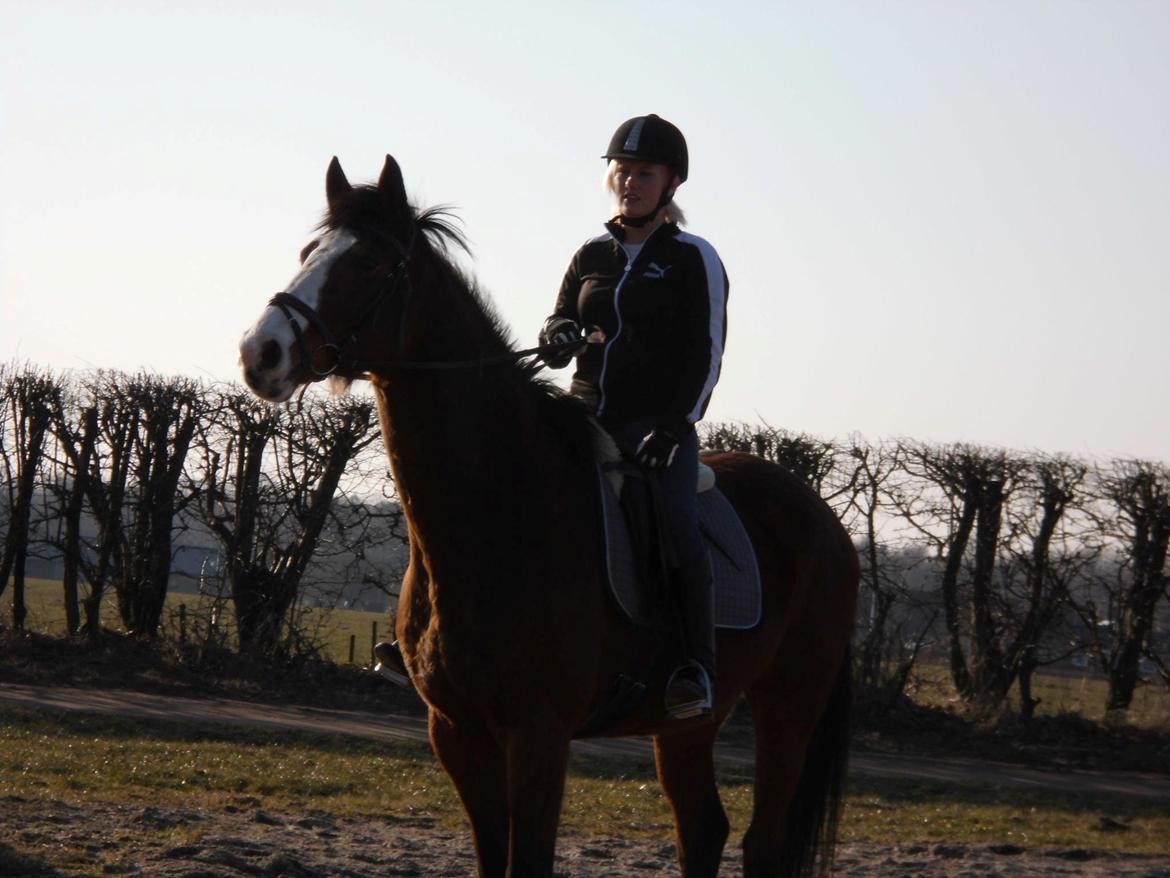 Dansk Varmblod starlight billede 1