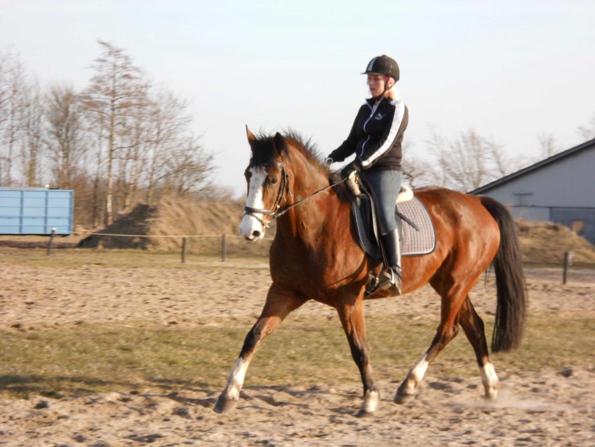 Dansk Varmblod starlight billede 3