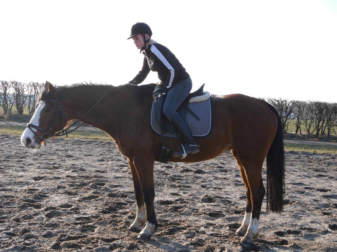 Dansk Varmblod starlight billede 4