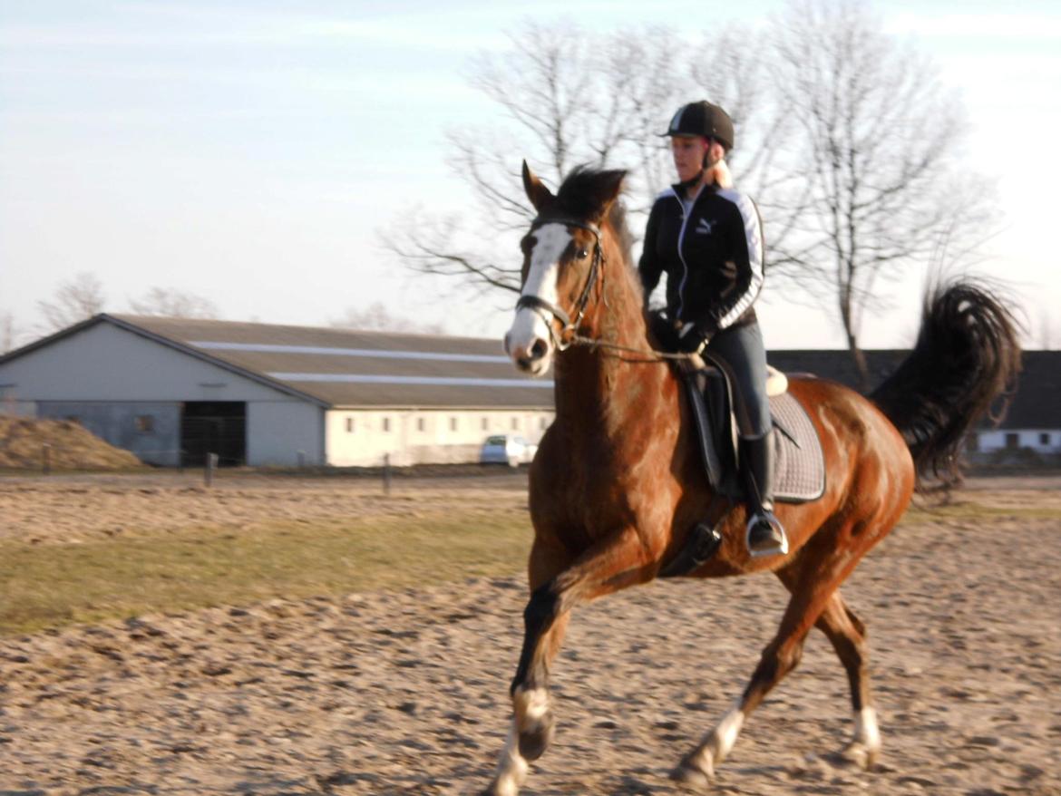 Dansk Varmblod starlight billede 5