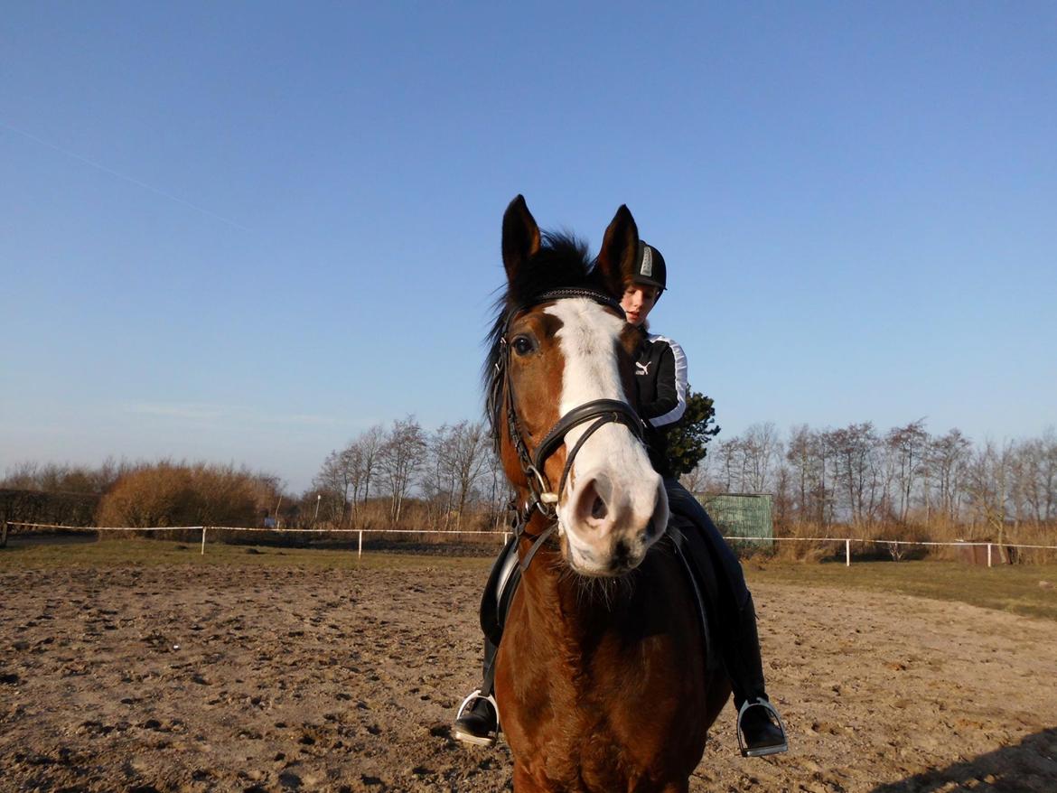 Dansk Varmblod starlight billede 6