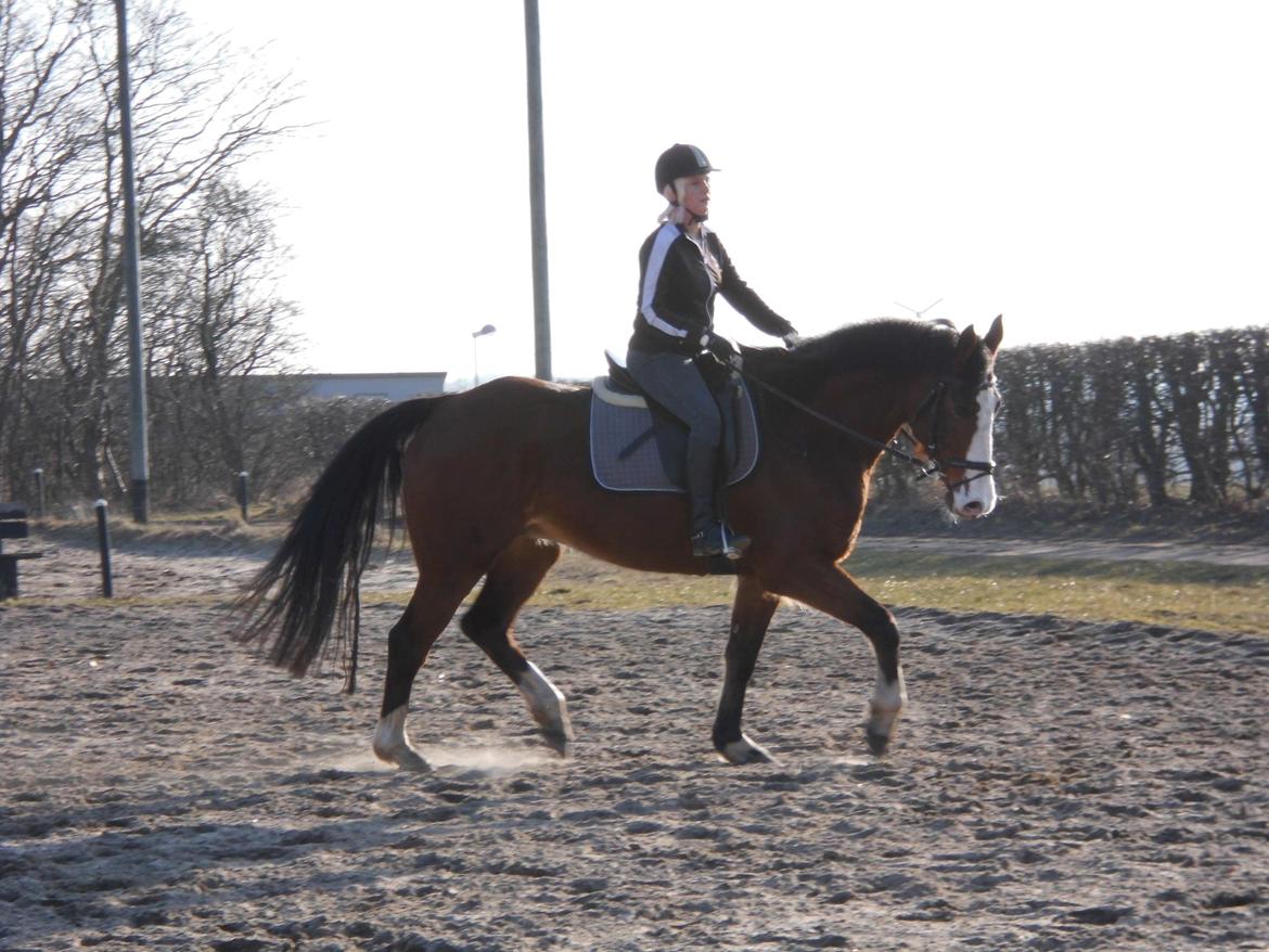 Dansk Varmblod starlight billede 7