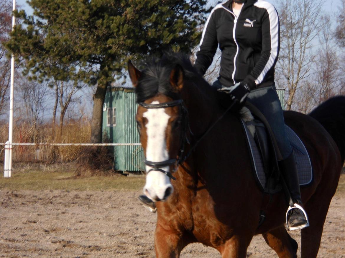 Dansk Varmblod starlight billede 2