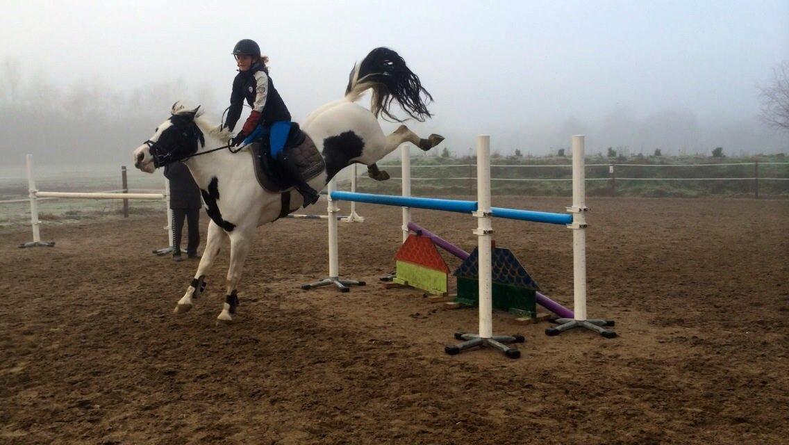 Anden særlig race Irish Entertainer billede 4