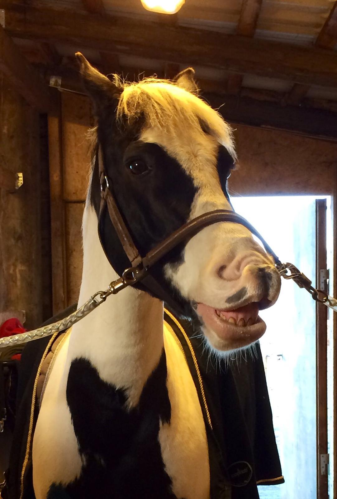 Anden særlig race Irish Entertainer billede 2