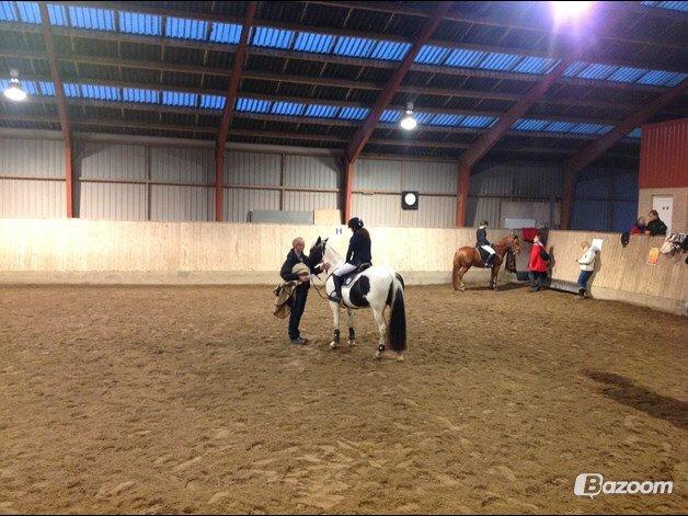 Anden særlig race Irish Entertainer billede 3