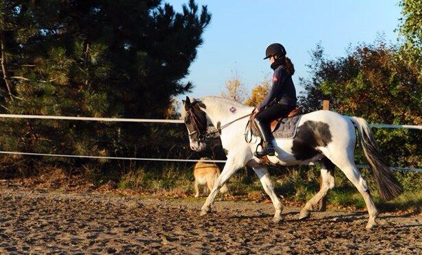 Anden særlig race Irish Entertainer billede 1