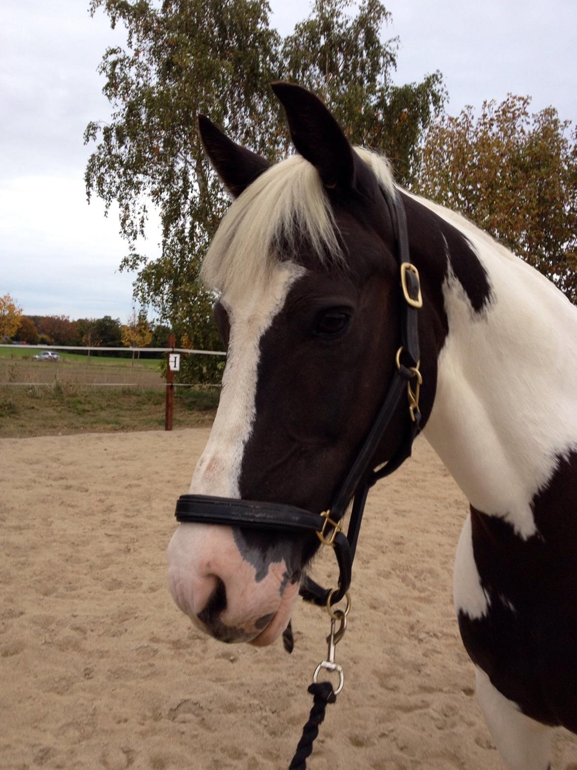 Anden særlig race Irish Entertainer billede 5
