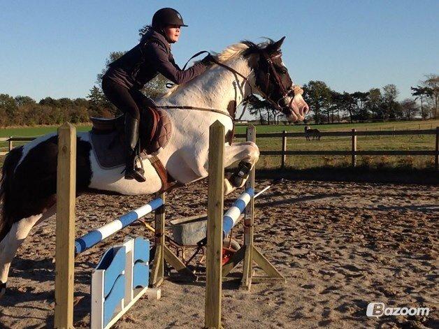 Anden særlig race Irish Entertainer billede 6