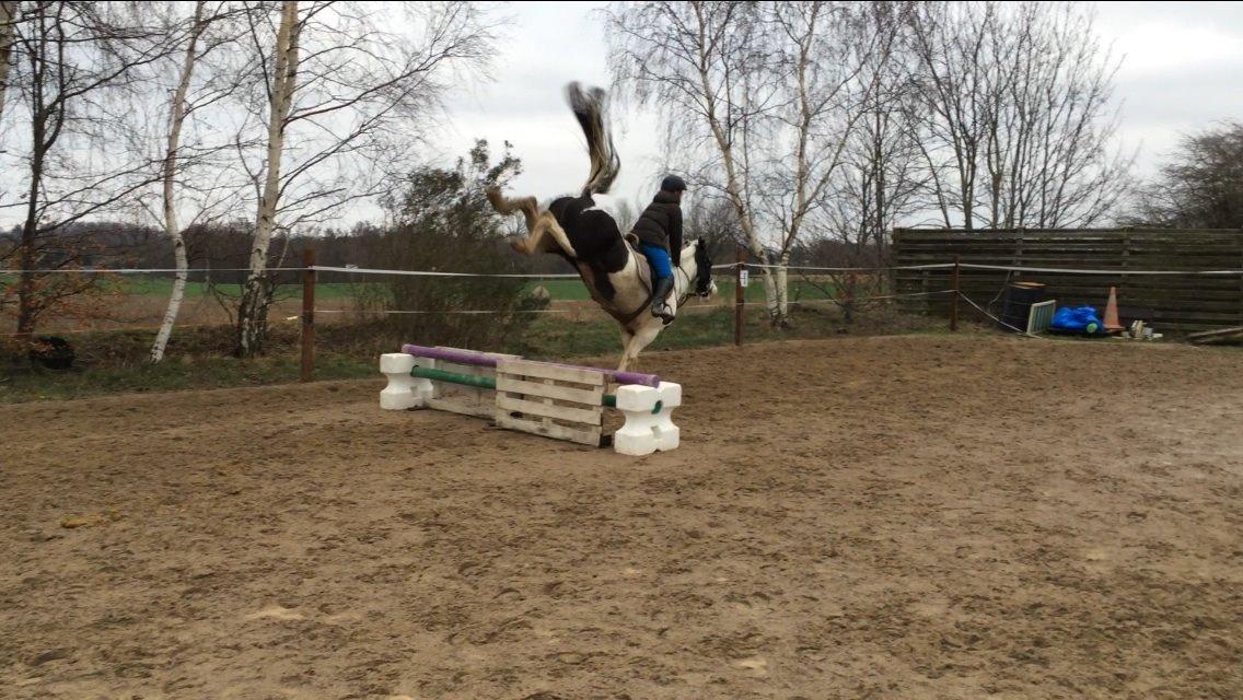 Anden særlig race Irish Entertainer billede 7
