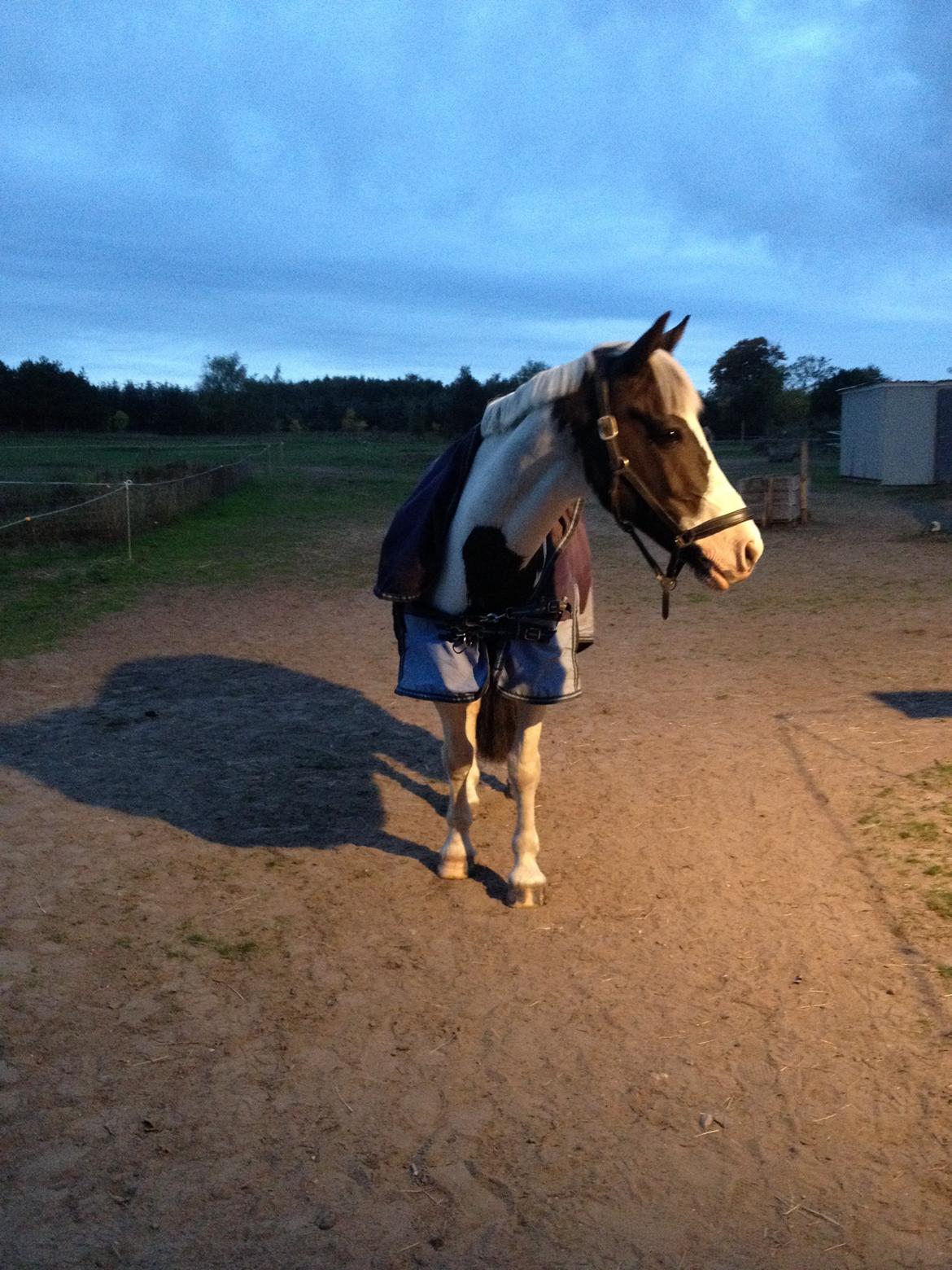 Anden særlig race Irish Entertainer billede 8