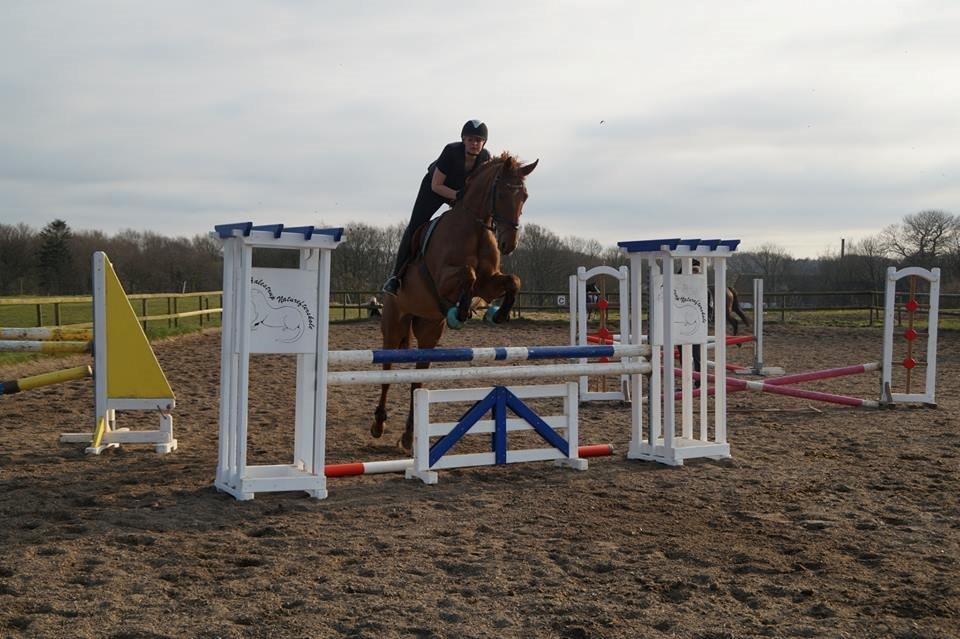 Dansk Varmblod Lucky ~ Lamaen ~ [Lånehest] billede 12