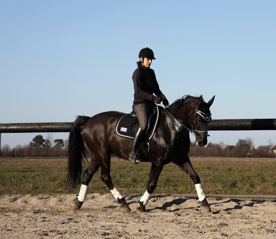 Welsh Partbred (Sec F) Chili´s Zappa billede 2
