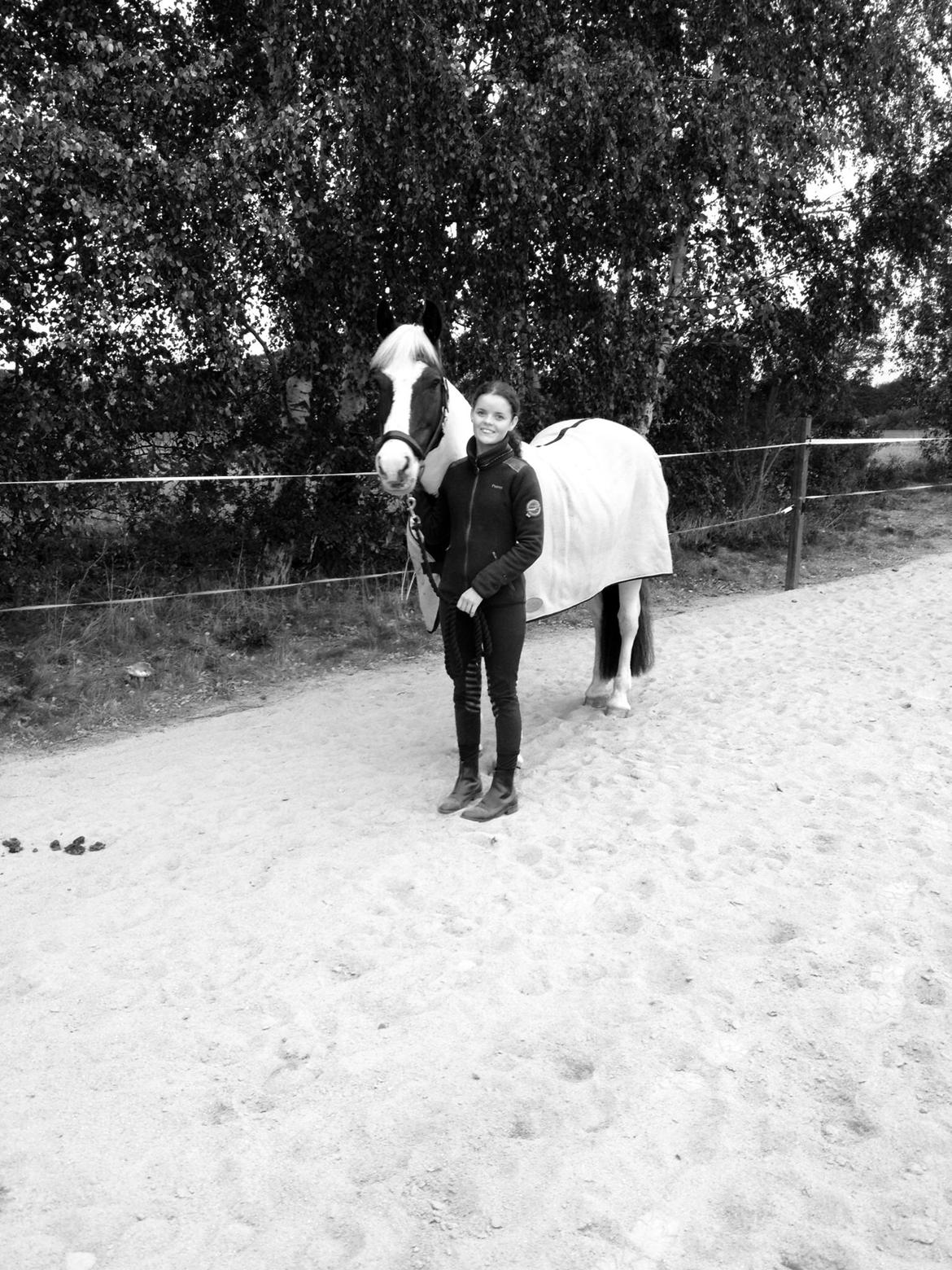 Anden særlig race Irish Entertainer billede 9