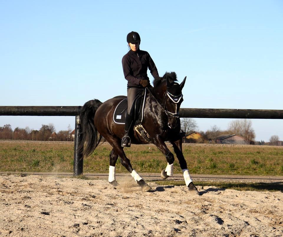 Welsh Partbred (Sec F) Chili´s Zappa billede 4