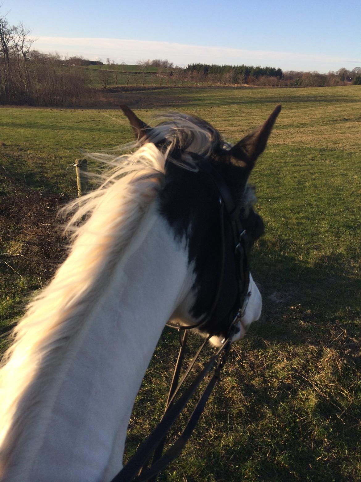 Anden særlig race Irish Entertainer billede 10