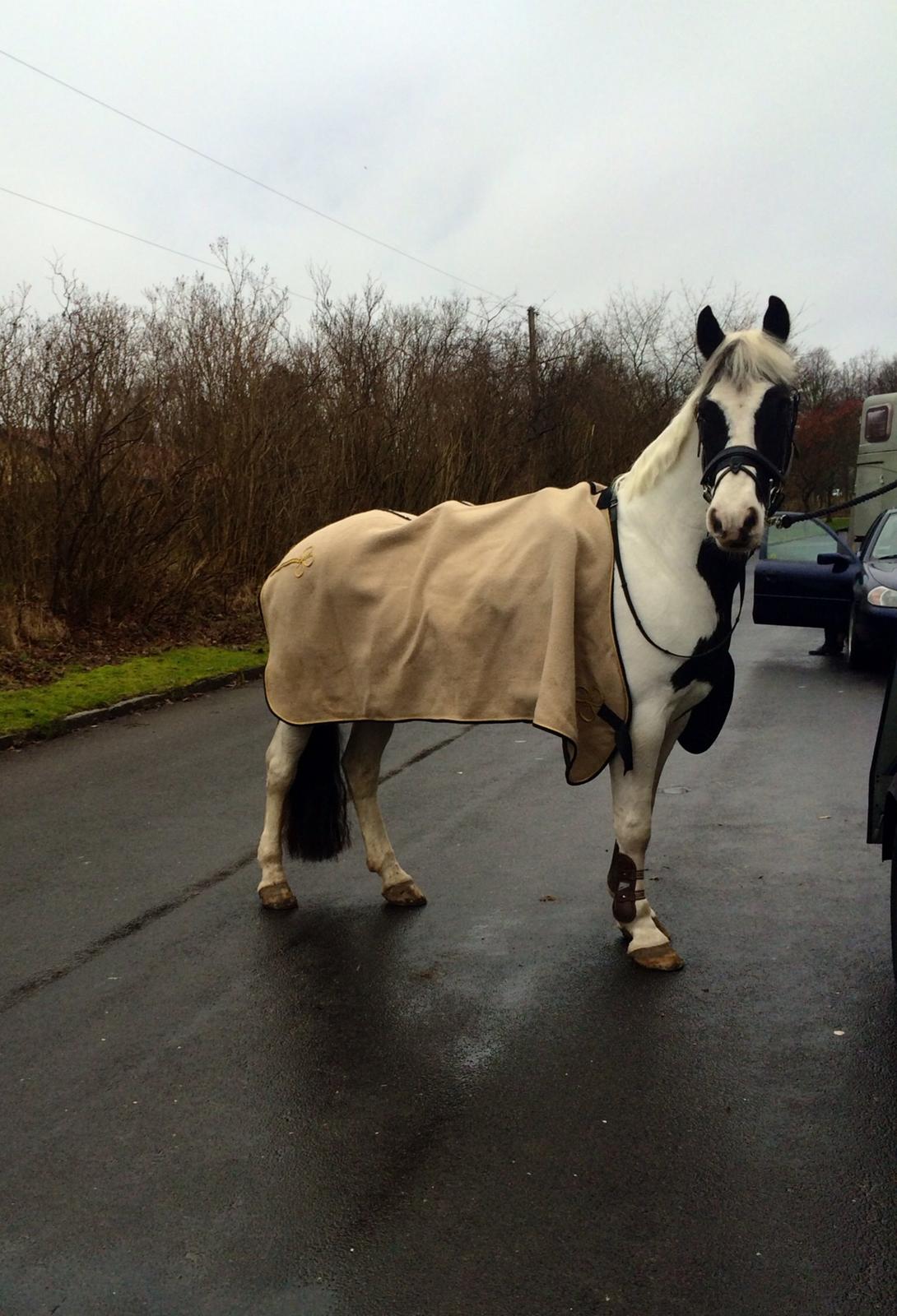 Anden særlig race Irish Entertainer billede 12