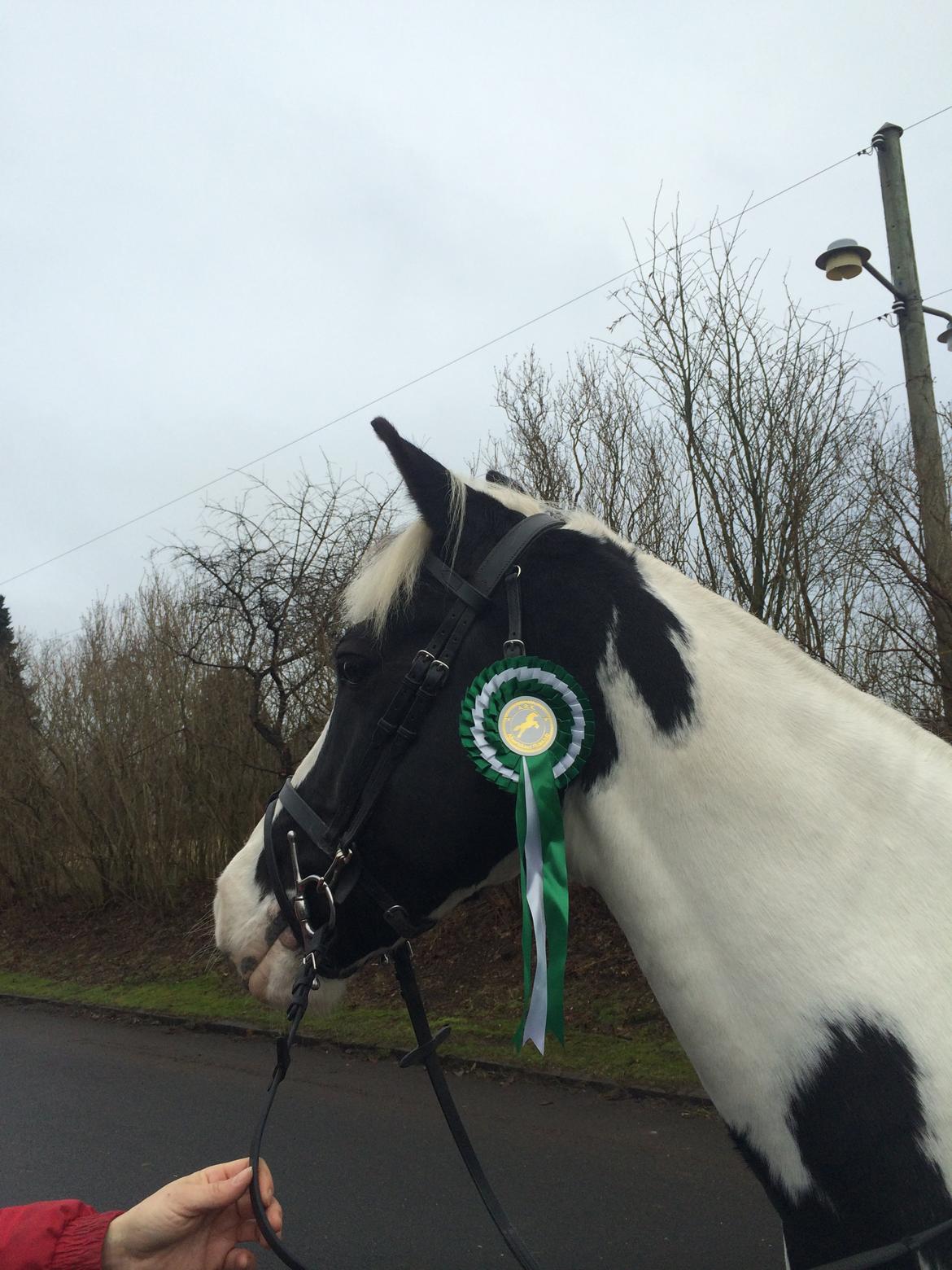 Anden særlig race Irish Entertainer billede 13