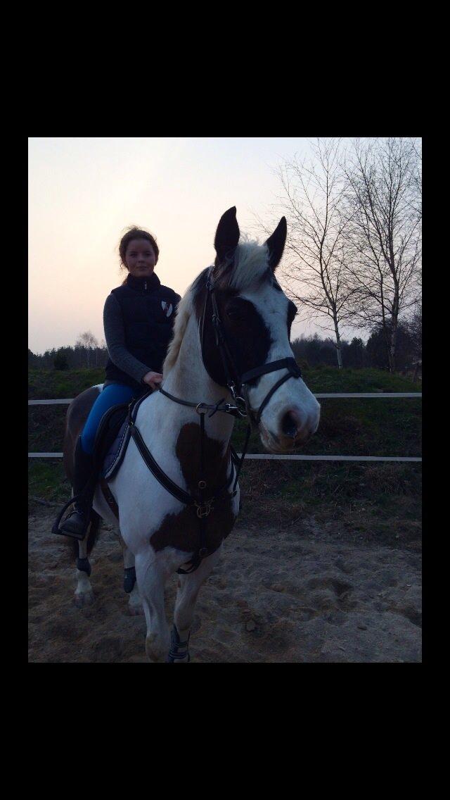 Anden særlig race Irish Entertainer billede 14