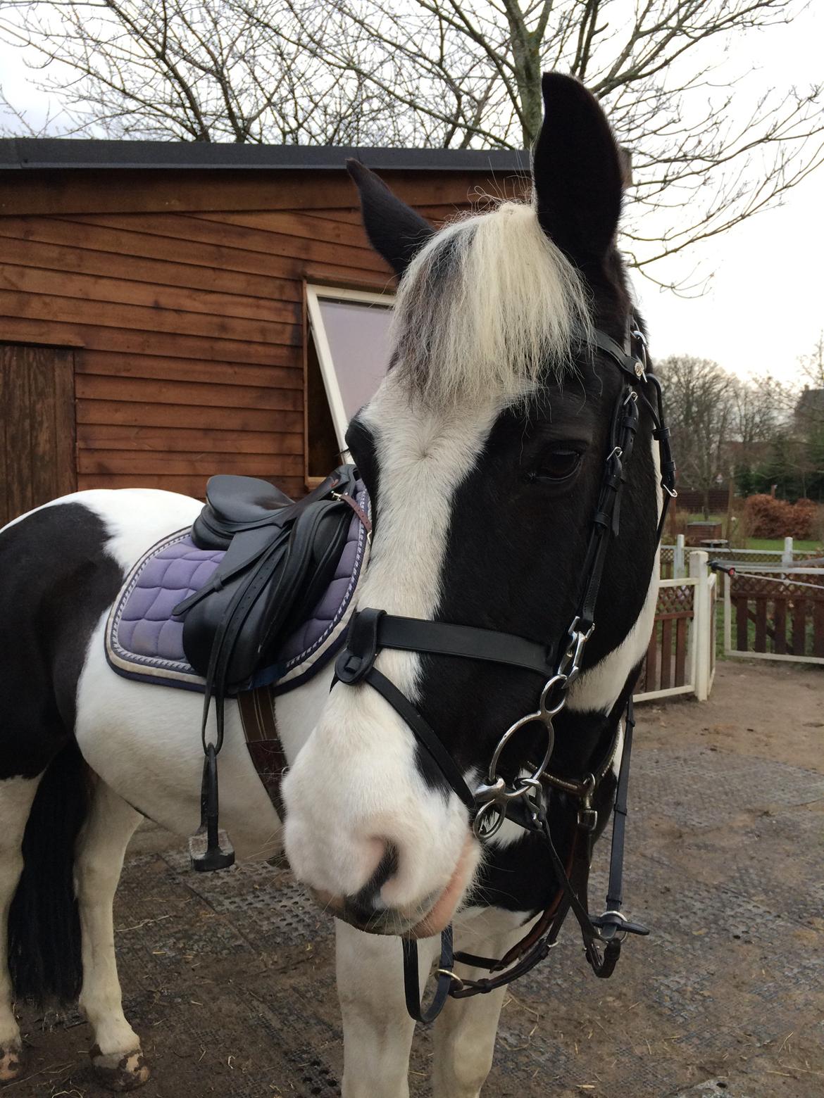 Anden særlig race Irish Entertainer billede 11