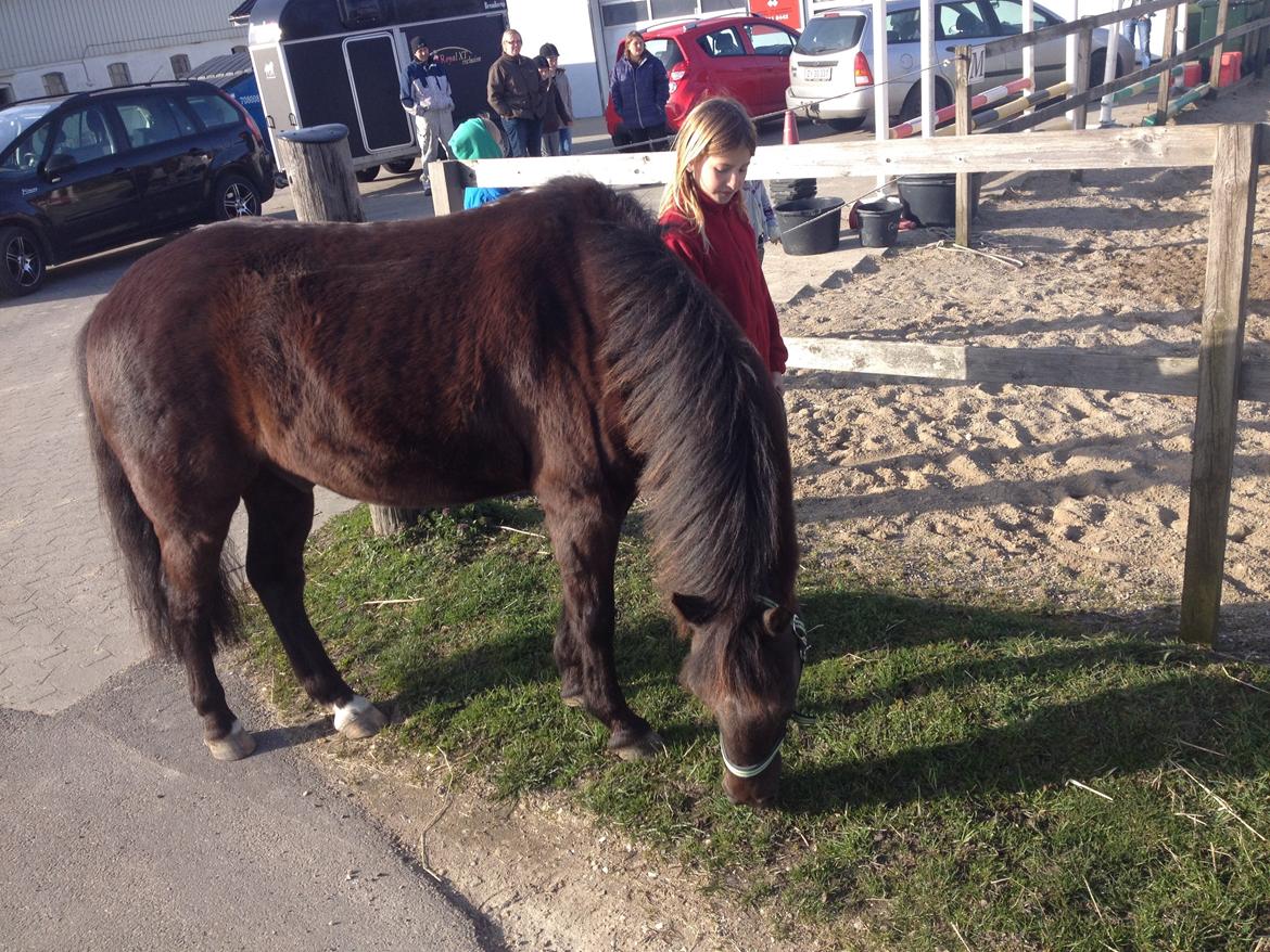 Welsh Partbred (Sec F) Lyngvejens Figaro - Umm græs ;) billede 4