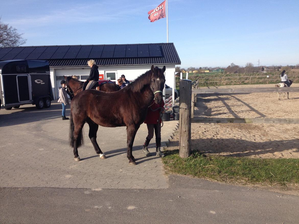 Welsh Partbred (Sec F) Lyngvejens Figaro - Smukke Figaro billede 6