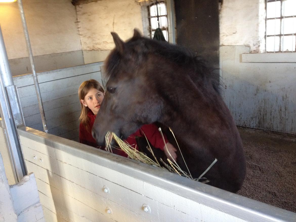 Welsh Partbred (Sec F) Lyngvejens Figaro - Hyggetid i boksen.  billede 15