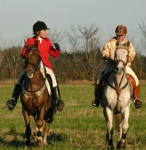 Dansk Varmblod La-troya billede 3