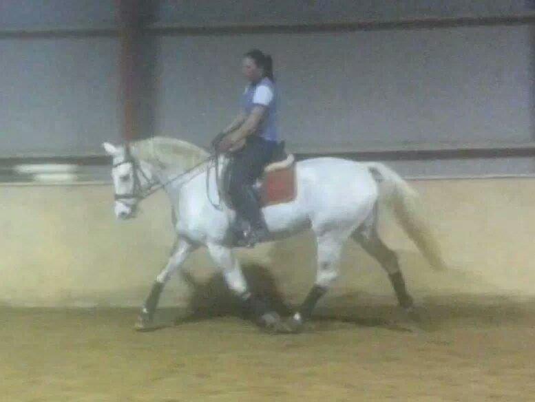 Dansk Varmblod La-troya billede 4