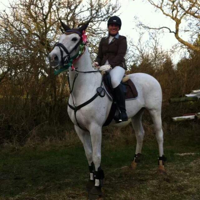 Dansk Varmblod La-troya billede 5