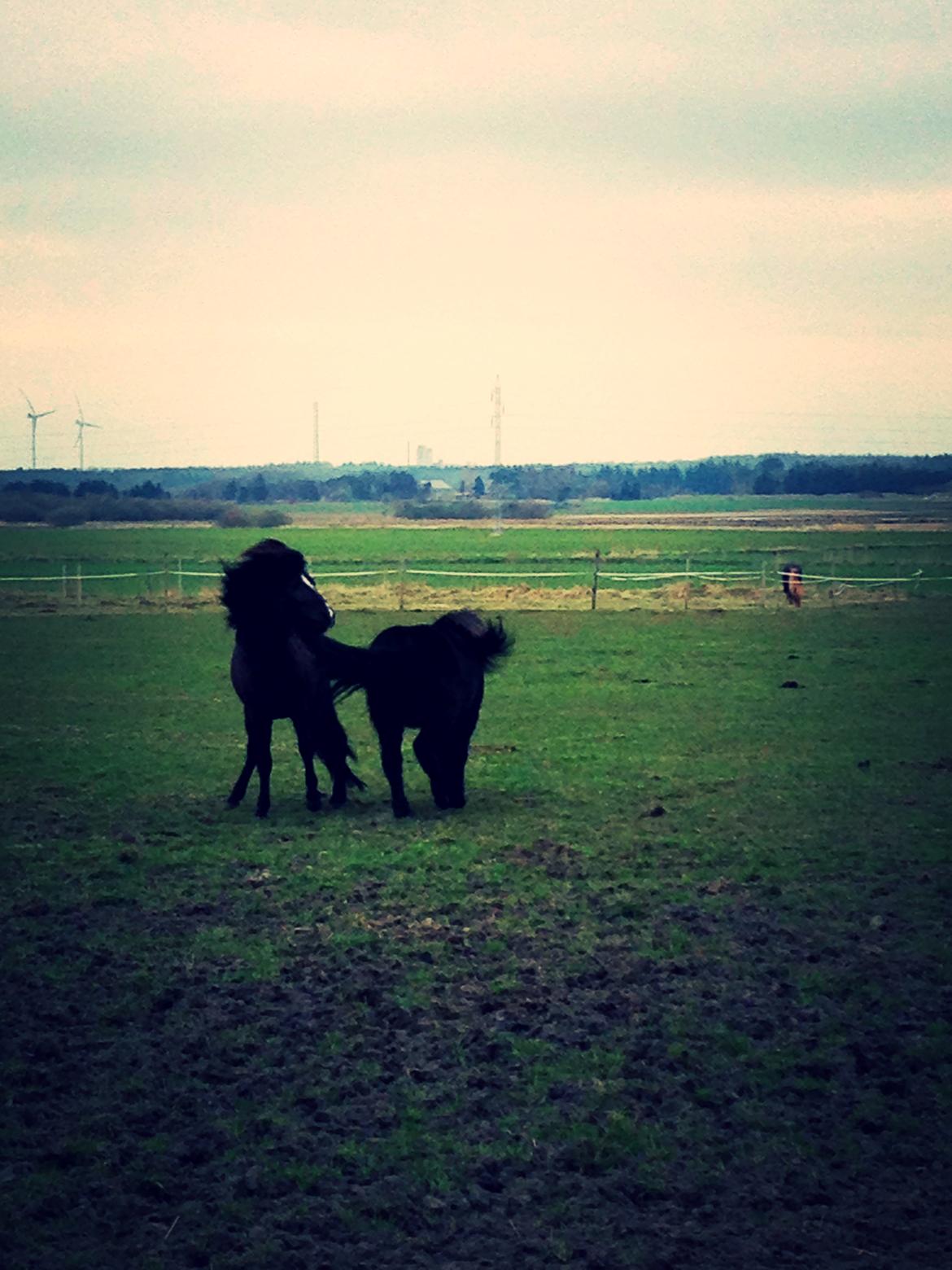 Islænder Blængur fra Hindø billede 4