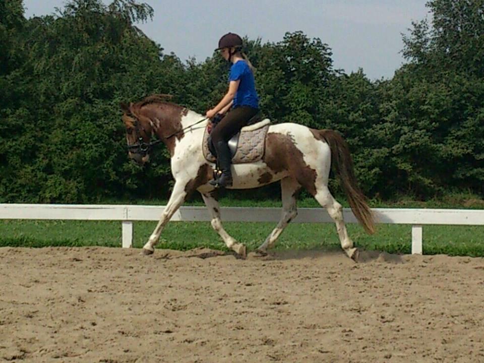 Pinto Kazella Nyberg - 2013 billede 18