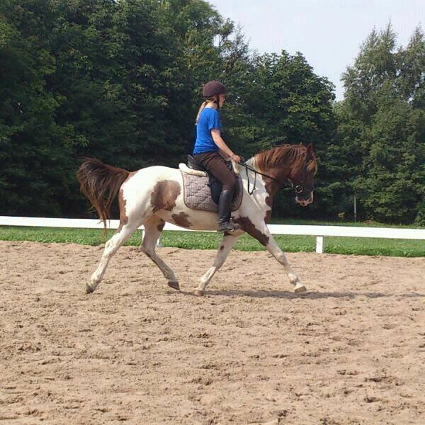 Pinto Kazella Nyberg - 2013 billede 19