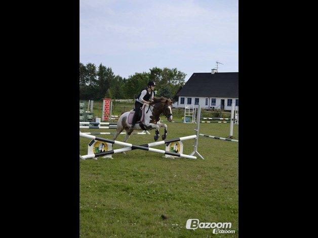 Pinto Kazella Nyberg billede 20