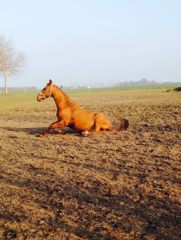 Anden særlig race Fox (Foxi) billede 11