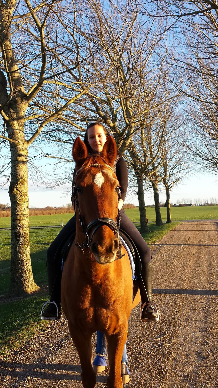 Anden særlig race Fox (Foxi) billede 3