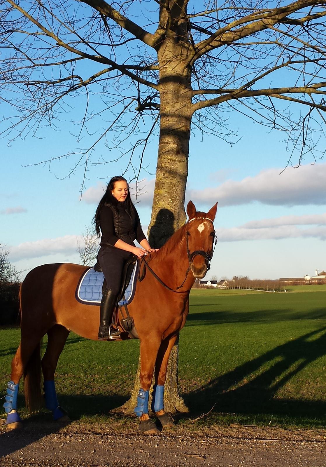 Anden særlig race Fox (Foxi) billede 6