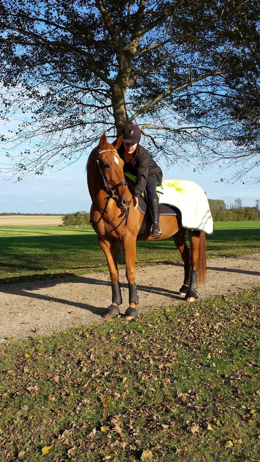 Anden særlig race Fox (Foxi) billede 20