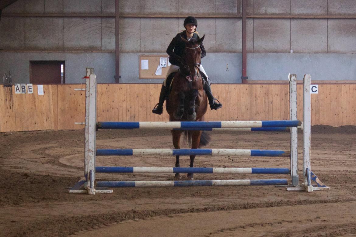 Dansk Varmblod Carsiaz Himmelhest - Foto: Far/Lars billede 17